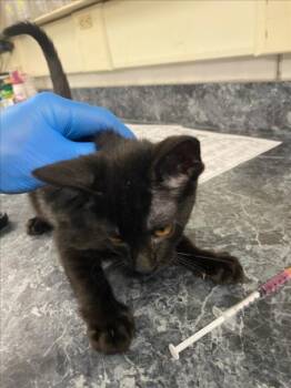 A226808 -  Domestic Short Hair Cat Available for Adoption in Woodland, California - A226808 | PetCurious