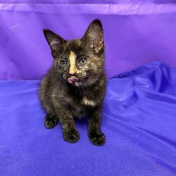 Umeko -  Domestic Short Hair Cat for Adoption in North Myrtle Beach, South Carolina - Umeko | PetCurious