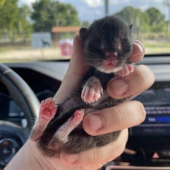 Domestic Short Hair Cats Available for Adoption in Port Charlotte, Florida - 0422-C26 | PetCurious