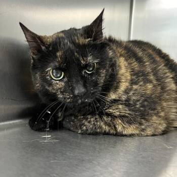 Baby Cat -  Domestic Short Hair Cat for Adoption in Sioux City, Iowa - Baby Cat | PetCurious