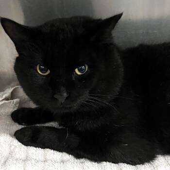 Domestic Short Hair Cats Available for Adoption - Bentley | PetCurious