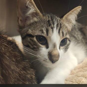 Macie -  Domestic Short Hair Cat for Adoption in Bentonville, Arkansas - Macie | PetCurious