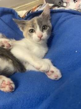 Mochi -  Dilute Calico Cat for Adoption in Parlier, California - Mochi | PetCurious