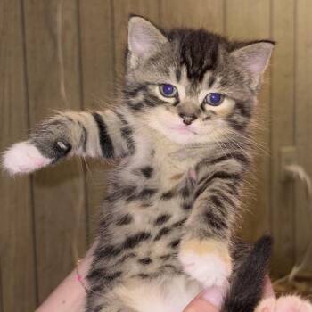 Domestic Short Hair Cats Available for Adoption in North Canton, Ohio - Poppy | PetCurious