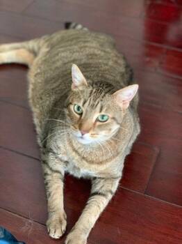 Domestic Short Hair Cats Available for Adoption in Herndon, Virginia - Uma | PetCurious