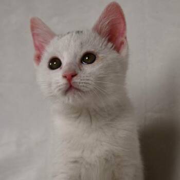 Domestic Short Hair Cats Available for Adoption in Johnson City, Tennessee - Zelda | PetCurious