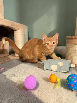 Emmy -  Domestic Short Hair Cat for Adoption in Champaign, Illinois - Emmy | PetCurious