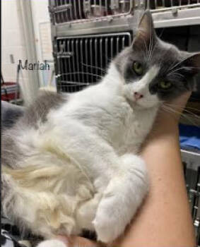 Rescue Domestic Medium Hair Cats for Adoption in Herndon, Virginia - Mariah | PetCurious