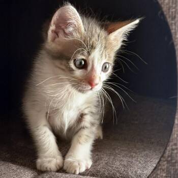Uvee 27 -  Domestic Short Hair Cat for Adoption in Austin, Texas - Uvee 27 | PetCurious