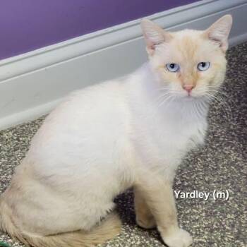 Yardly -  Siamese Cat for Adoption in Mazon, Illinois - Yardly | PetCurious