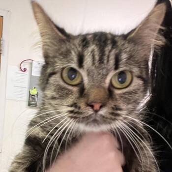 PushPop -  Domestic Short Hair Cat Available for Adoption in Charleston, West Virginia - PushPop | PetCurious