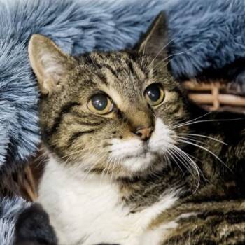 Toby -  Domestic Short Hair Cat Available for Adoption in Camano, Washington - Toby | PetCurious