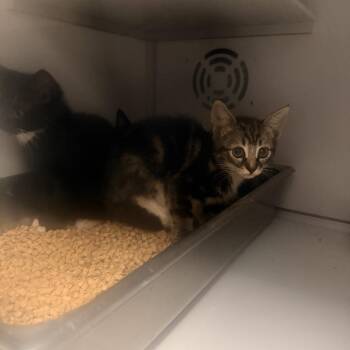 Milky -  Domestic Short Hair Cat for Adoption in Columbus, North Carolina - Milky | PetCurious