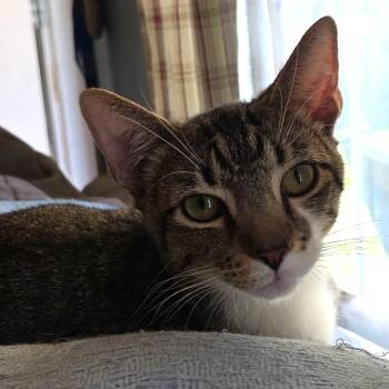 Domestic Short Hair Cats Available for Adoption in Fredericksburg, Virginia - Ponchoe | PetCurious