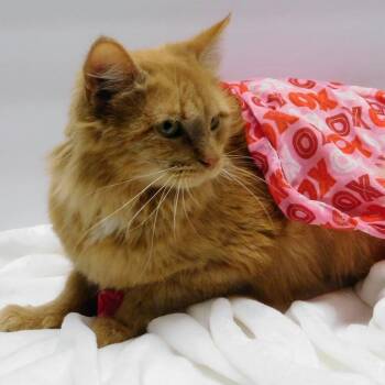 Domestic Medium Hair Cats Available for Adoption - Poinsettia | PetCurious