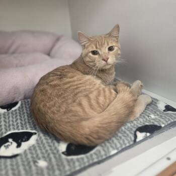 Domestic Short Hair Cats Available for Adoption - Hyde | PetCurious