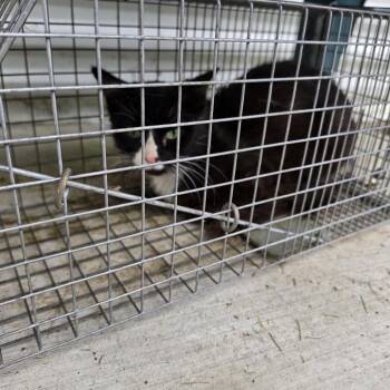 Devin FOUND -  Domestic Long Hair Cat for Adoption in Rochester, Minnesota - Devin FOUND | PetCurious