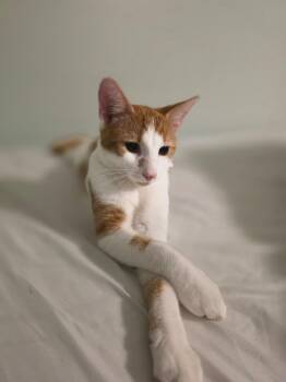 Goose -  American Shorthair Cat for Adoption in Fredericksburg, Virginia - Goose | PetCurious