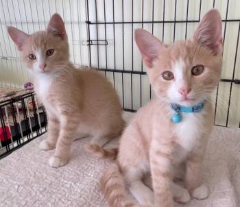 Logan -  Domestic Short Hair Cat for Adoption in Westfield, New York - Logan | PetCurious