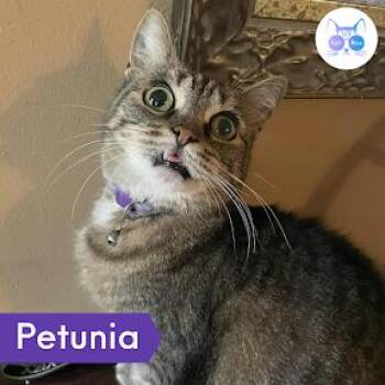 Rescue Domestic Short Hair Cats for Adoption in Penfield, New York - Petunia | PetCurious