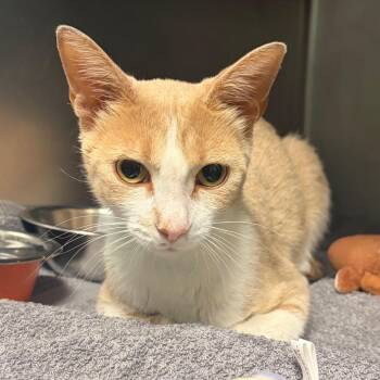 Eliza -  Domestic Short Hair Cat for Adoption in Nashville, Tennessee - Eliza | PetCurious