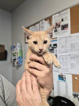 Tex -  Domestic Short Hair Cat for Adoption in Bolivar, Missouri - Tex | PetCurious