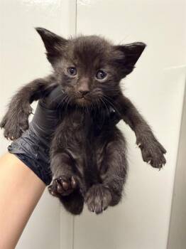 Domestic Short Hair Cats Available for Adoption in Ontario, California - MISTY - NEEDS A FOSTER | PetCurious