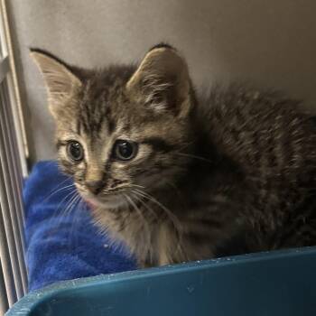 Java -  Domestic Short Hair Cat for Adoption in Mason City, Iowa - Java | PetCurious