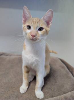 Sheldon -  Domestic Short Hair Cat for Adoption in Palm Harbor, Florida - Sheldon | PetCurious