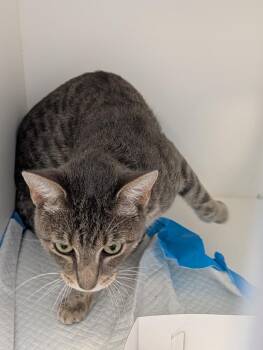 Cobweb -  Domestic Short Hair Cat for Adoption in Greenfield, Indiana - Cobweb | PetCurious