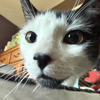 Domestic Short Hair Cats Available for Adoption in Germantown, Maryland - Luna | PetCurious