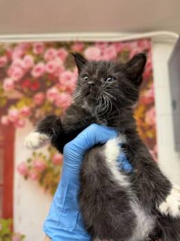 CHRIS -  Domestic Short Hair Cat for Adoption in San Bernardino, California - CHRIS | PetCurious