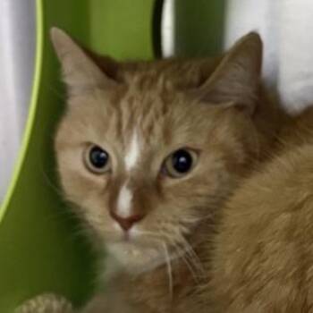 Domestic Long Hair Cats Available for Adoption in Middletown, Rhode Island - Gucci | PetCurious