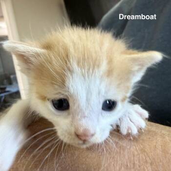 Dream Boat -  Domestic Long Hair Cat for Adoption in Lakewood, Colorado - Dream Boat | PetCurious