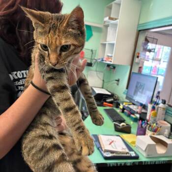 Hex -  Domestic Short Hair Cat for Adoption in Madill, Oklahoma - Hex | PetCurious