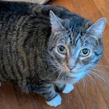 Domestic Short Hair Cats Available for Adoption in Gloucester, Virginia - Socks | PetCurious