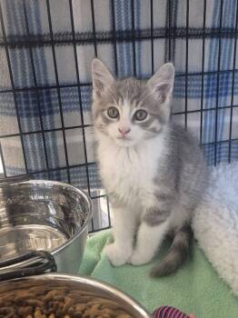 Rootie -  Domestic Medium Hair Cat for Adoption in Columbus, Indiana - Rootie | PetCurious