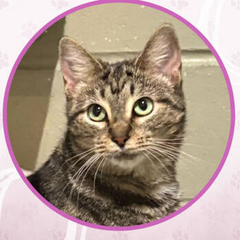 Rescue Domestic Short Hair Cats for Adoption in Toms River, New Jersey - Rice Pudding | PetCurious