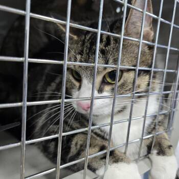 Domestic Short Hair Cats Available for Adoption in Newark, New Jersey - Rolo | PetCurious