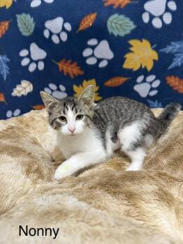 Nonny -  Domestic Short Hair Cat for Adoption in Logan, Ohio - Nonny | PetCurious