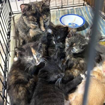 Mitts C12453 -  Domestic Short Hair Cat for Adoption - Mitts C12453 | PetCurious