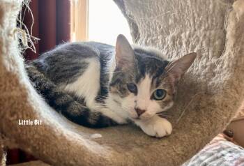 Domestic Short Hair Cats Available for Adoption in Windsor, Connecticut - Little Bit | PetCurious