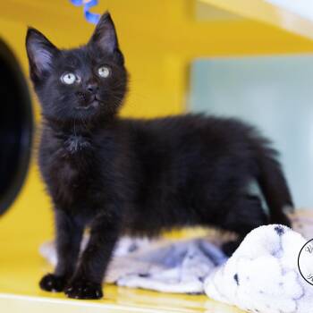 Bixby -  Domestic Medium Hair Cat for Adoption in Abilene, Texas - Bixby | PetCurious