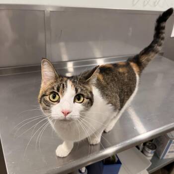 Dandelion -  Domestic Short Hair Cat for Adoption in Washburn, Missouri - Dandelion | PetCurious