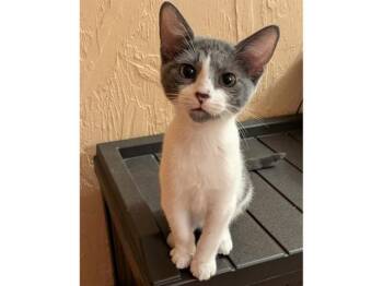 RALPHIE -  Domestic Short Hair Cat for Adoption in Fort Wayne, Indiana - RALPHIE | PetCurious