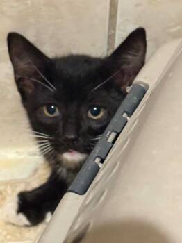Trixie -  Domestic Short Hair Cat for Adoption in Orlando, Florida - Trixie | PetCurious