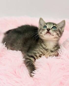 Pad Thai -  Russian Blue and Tabby Cat for Adoption in Covington, Louisiana - Pad Thai | PetCurious