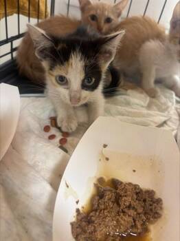 FEZ -  Domestic Short Hair Cat for Adoption in Fort Lauderdale, Florida - FEZ | PetCurious