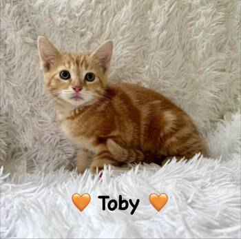 Toby -  Domestic Short Hair Cat for Adoption in Copley, Ohio - Toby | PetCurious