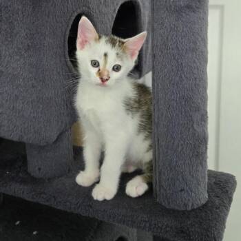 Domestic Short Hair Cats Available for Adoption in Bel Air, Maryland - Turner | PetCurious